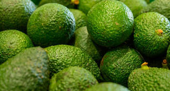 Avokadot Hass 1 kg - Hinta 9 €