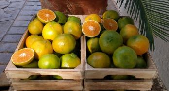 Mandariini ClemenPons 12 kg - Hinta 44 €