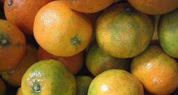 Mandariinit Clemenrubi 12 kg - Hinta 44 €