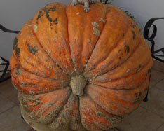 Osta kurpitsoita - Valencia pumpkins online