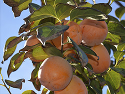 Osta kakeja verkossa - Valencia persimmons online