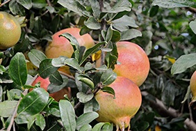 Osta granaattiomenia verkossa - Valencia pomegranates online