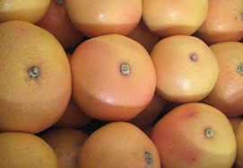 Osta greippejä - Valencia grapefruits online