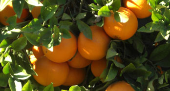 Appelsiinit Navel Lane Late 18 kg - Hinta 50 €