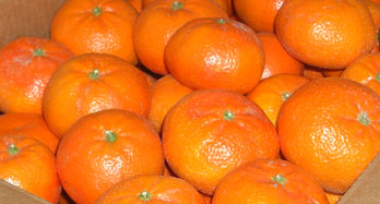 Mandariinit Myöhäinen 18 kg - Hinta 50 €