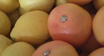 Sekoitus sitruunat ja greipit 18 kg - Hinta 50 €