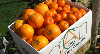 Sekoitus Washington Hernandina 18 kg - Hinta 50 €